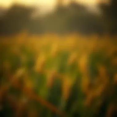 Visualizing blockchain technology integration in farming