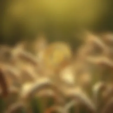 Future growth potential of Wheat Coin in sustainable agriculture