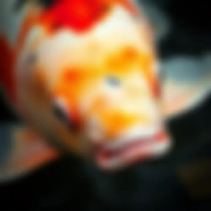 Close-up of a high-quality koi fish highlighting its features