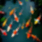A vibrant koi pond showcasing different koi varieties