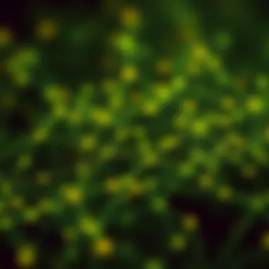 Illustration of nodes in a blockchain network